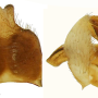 Tipula (Acutipula) vittata : hypopygium