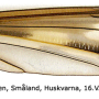 Tipula (Acutipula) vittata : wing