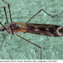 Tipula (Pterelachisus) winthemi : habitus - male