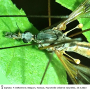 Tipula (Pterelachisus) winthemi : body part(s) - head and thorax