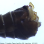 Tipula (Pterelachisus) winthemi : hypopygium