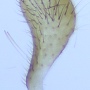 Tipula (Pterelachisus) winthemi : hypopygium