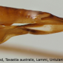 Tipula (Pterelachisus) winthemi : ovipositor