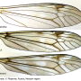 Tipula (Pterelachisus) winthemi : wing