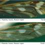 Tipula (Pterelachisus) winthemi : wing