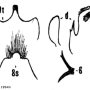 Tipula (Pterelachisus) yasumatsuana : hypopygium