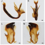 Tipula (Pterelachisus) yasumatsuana : hypopygium