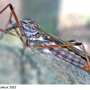 Tipula (Schummelia) yerburyi : habitus - female