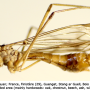 Tipula (Schummelia) yerburyi : habitus - male