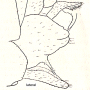 Tipula (Schummelia) yerburyi : hypopygium