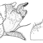 Tipula (Schummelia) yerburyi : hypopygium