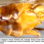 Tipula (Schummelia) yerburyi : hypopygium