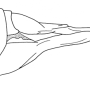 Tipula (Schummelia) yerburyi : ovipositor
