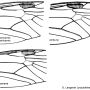 Tipula (Schummelia) yerburyi : wing