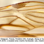 Tipula (Schummelia) yerburyi : wing