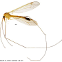 Tipula (Sivatipula) yigongensis : habitus - male