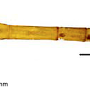 Tipula (Sivatipula) yigongensis : habitus - male