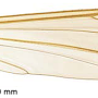 Tipula (Sivatipula) yigongensis : wing