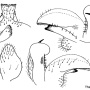 Tipula (Tipula) zimbabwensis : hypopygium