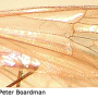 Trichotrimicra majuscula : wing