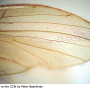 Trichotrimicra majuscula : wing