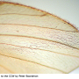 Trichotrimicra majuscula : wing