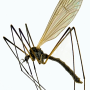 Tricyphona (Tricyphona) immaculata : habitus - male