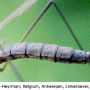 Tricyphona (Tricyphona) immaculata : body part(s) - abdomen