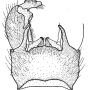 Tricyphona (Tricyphona) immaculata : hypopygium