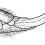 Tricyphona (Tricyphona) immaculata : ovipositor