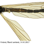 Tricyphona (Tricyphona) schummeli : habitus - male Tricyphona (Tricyphona) schummeli : habitus - male