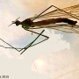 Tricyphona (Tricyphona) schummeli : habitus - male Tricyphona (Tricyphona) schummeli : habitus - male