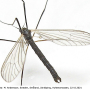 Tricyphona (Tricyphona) schummeli : habitus - male Tricyphona (Tricyphona) schummeli : habitus - male