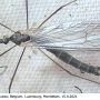 Tricyphona (Tricyphona) schummeli : habitus - male Tricyphona (Tricyphona) schummeli : habitus - male