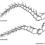 Tricyphona (Tricyphona) schummeli : body part(s) - antenna Tricyphona (Tricyphona) schummeli : body part(s) - antenna