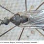 Tricyphona (Tricyphona) schummeli : body part(s) - head and thorax
