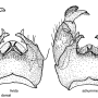 Tricyphona (Tricyphona) schummeli : hypopygium