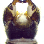 Tricyphona (Tricyphona) schummeli : hypopygium