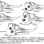 Tricyphona (Tricyphona) schummeli : ovipositor