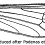 Tricyphona (Tricyphona) schummeli : wing