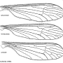 Tricyphona (Tricyphona) schummeli : wing