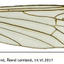Tricyphona (Tricyphona) schummeli : wing
