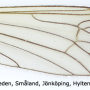 Tricyphona (Tricyphona) schummeli : wing