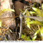 Triogma trisulcata : habitus - female