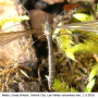 Triogma trisulcata : habitus - female