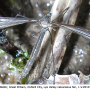 Triogma trisulcata : habitus - female