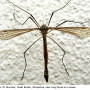 Triogma trisulcata : habitus - female