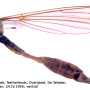Triogma trisulcata : habitus - female