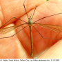Triogma trisulcata : habitus - male