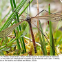 Triogma trisulcata : habitus - male